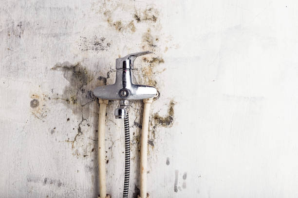 Office Mold Removal Services in Mountain View, NC