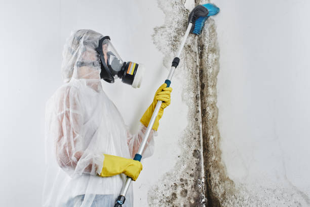 Best Water Damage Restoration  in Mountain View, NC