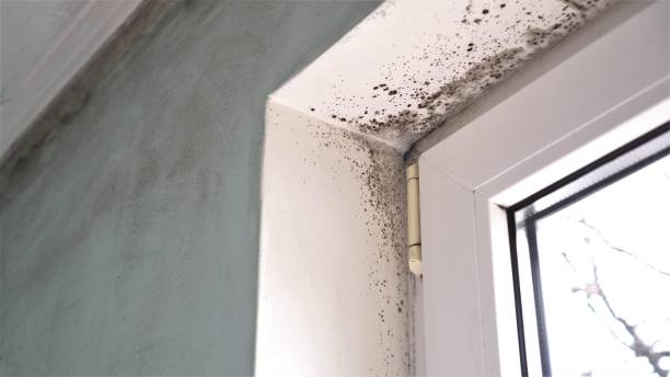 Best Toxic Mold Removal  in Mountain View, NC