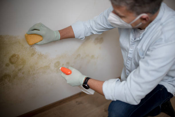 Best Mold Damage Repair  in Mountain View, NC