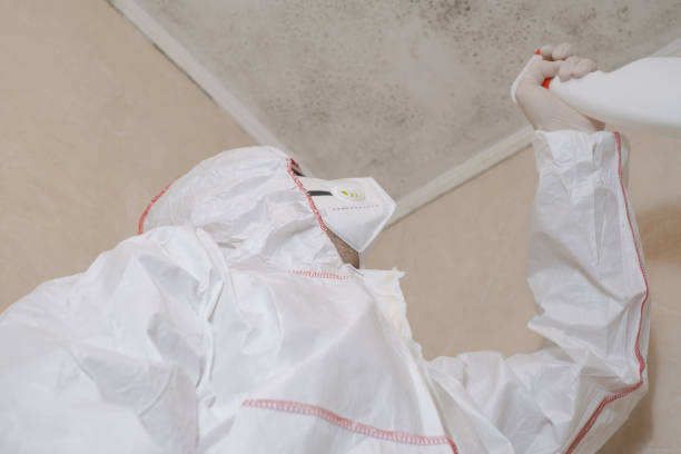 Mold Removal and Inspection in Mountain View, NC