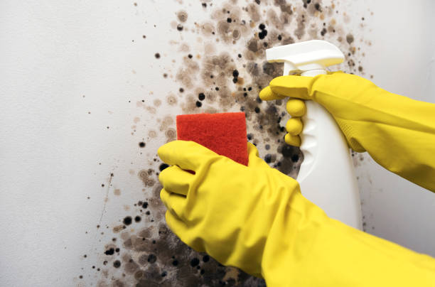 Best Office Mold Removal Services  in Mountain View, NC