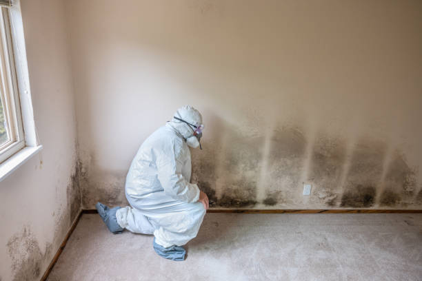 Best Local Mold Removal Service  in Mountain View, NC