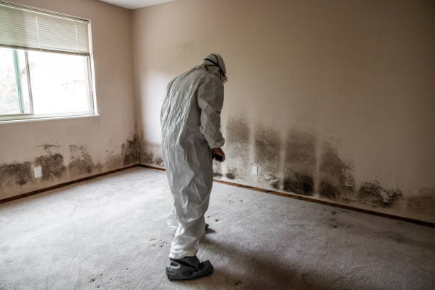 Best Toxic Mold Removal  in Mountain View, NC