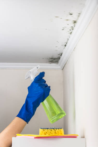 Best Certified Mold Removal  in Mountain View, NC